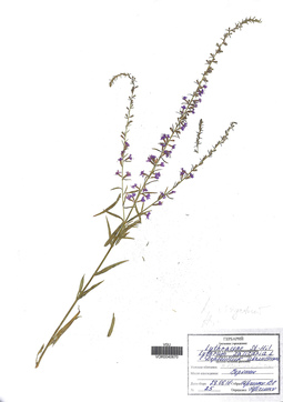 VOR 0040670