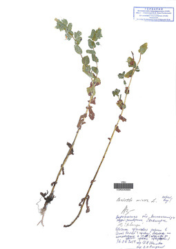 VOR 0040684