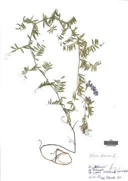 VOR 0040689