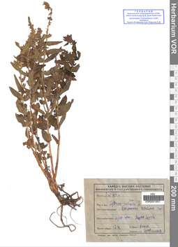 VOR 0013531