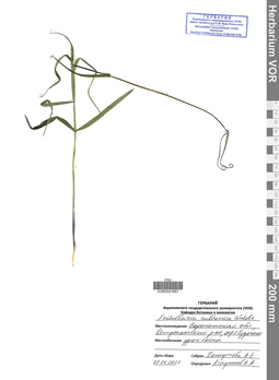 VOR 0041857