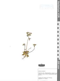 VOR 0040515
