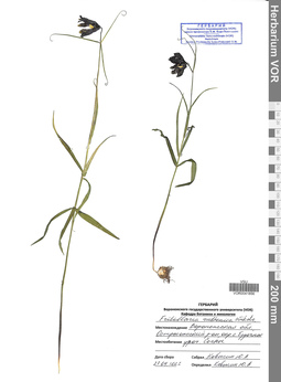 VOR 0041856