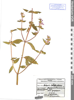 VOR 0018036