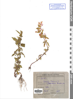 VOR 0018043