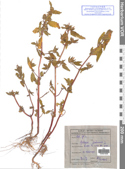 VOR 0018098