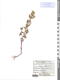 VOR 0018102