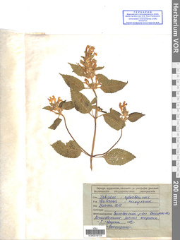 VOR 0018125