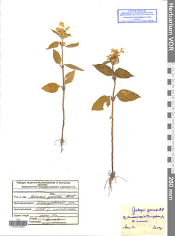 VOR 0018202