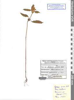VOR 0018203