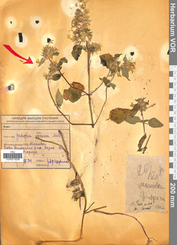 VOR 0018208