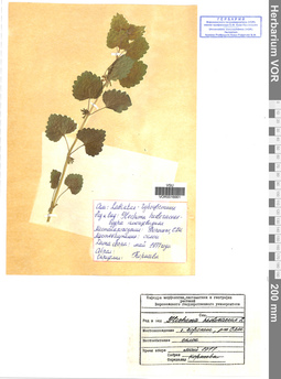 VOR 0016661