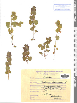 VOR 0016841
