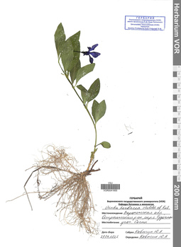 VOR 0041855