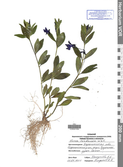 VOR 0041854