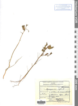 VOR 0020342
