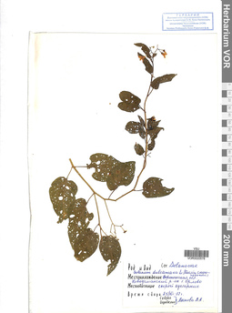 VOR 0020578