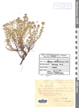 VOR 0019696