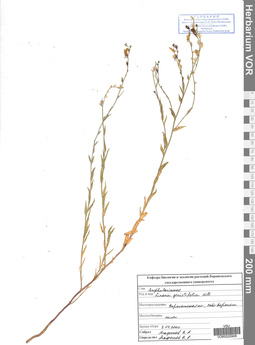 VOR 00209208