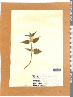 VOR 0018236