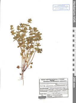 VOR 0018185
