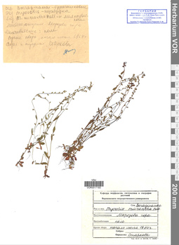 VOR 0017193