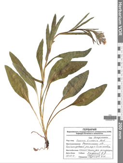 VOR 0040184