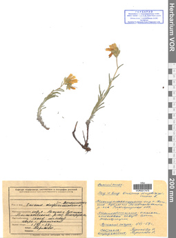 VOR 0017475
