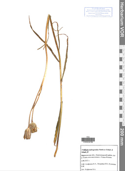 VOR 0039788