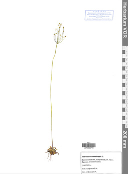 VOR 0039799