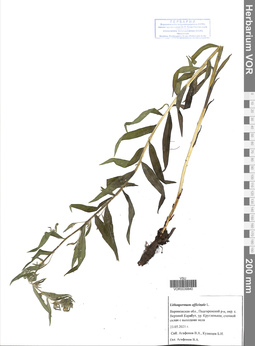VOR 0039840