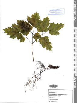 VOR 0039861