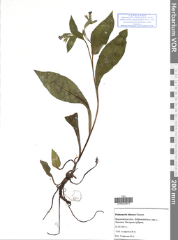 VOR 0039870