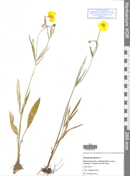 VOR 0039875