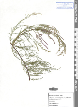 VOR 0039949