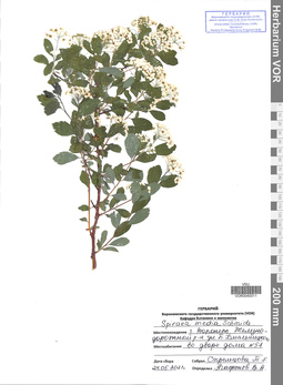 VOR 0040011