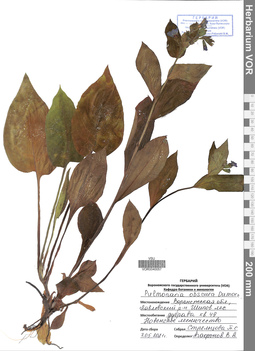 VOR 0040057