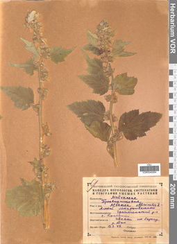 VOR 0040064