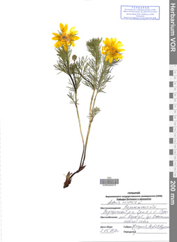 VOR 0040075