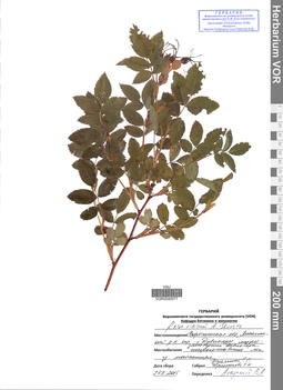 VOR 0040077