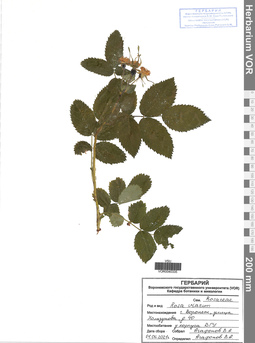 VOR 0040335