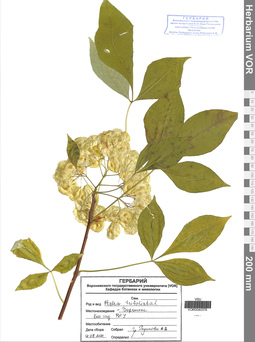 VOR 0040376