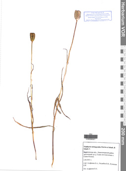 VOR 0040421