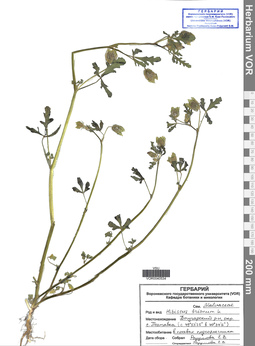 VOR 0040534