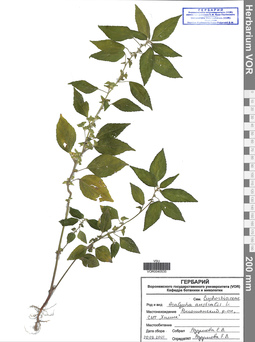VOR 0040535