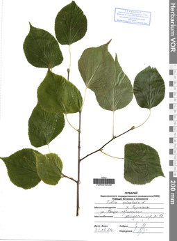 VOR 0040538