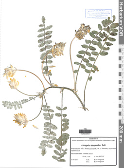 VOR 0040544