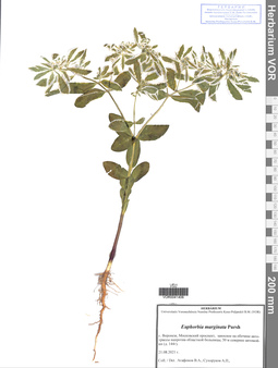 VOR 0041406