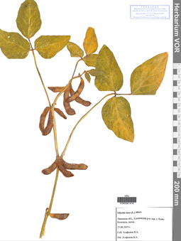 VOR 0041414