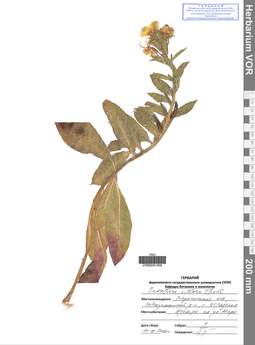 VOR 0041458
